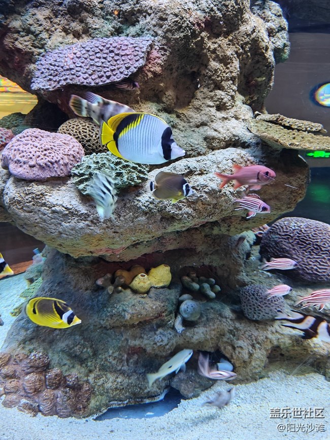 【當(dāng)三星遇到海洋館】+輕松識別各種魚類