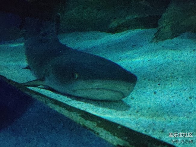 【當(dāng)三星遇到海洋館】+輕松識別各種魚類