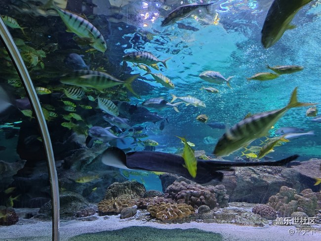 【當三星遇到海洋館】探索水下世界