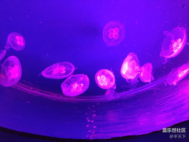 【當三星遇到海洋館】探索水下世界