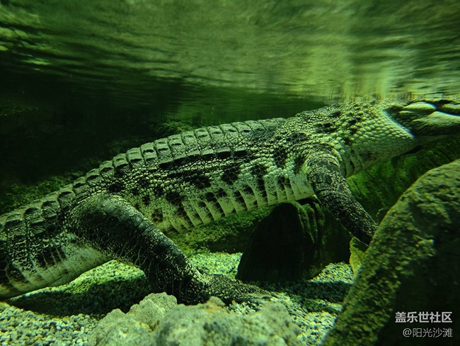 【當(dāng)三星遇到海洋館】+輕松識別各種魚類