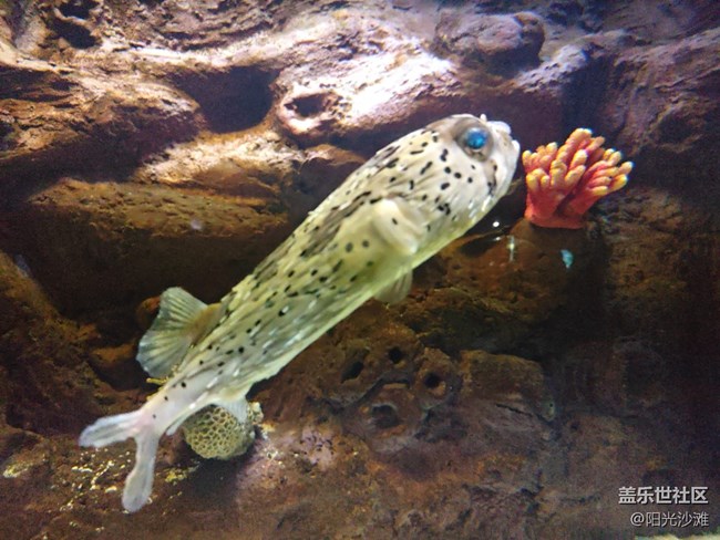 【當(dāng)三星遇到海洋館】+輕松識別各種魚類