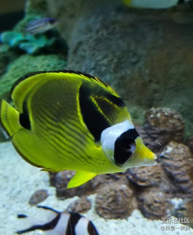 【當(dāng)三星遇到海洋館】+AI讓快樂(lè)更簡(jiǎn)單