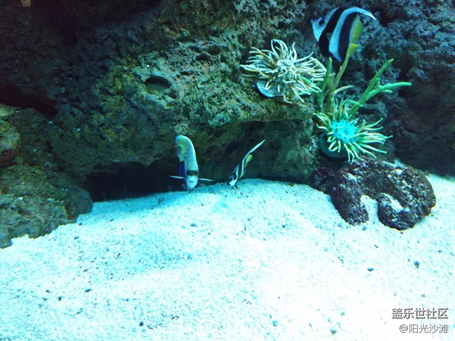 【當(dāng)三星遇到海洋館】+輕松識別各種魚類