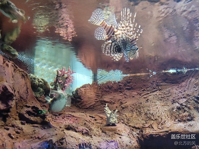 【當(dāng)三星遇到海洋館】+手機(jī)AI來了