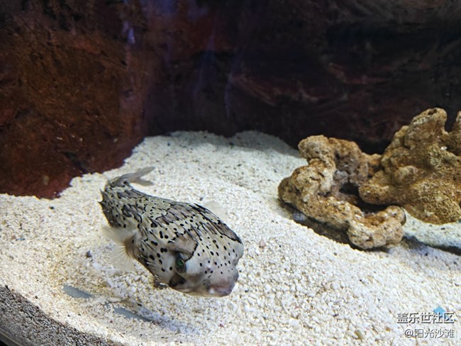 【當(dāng)三星遇到海洋館】+輕松識別各種魚類