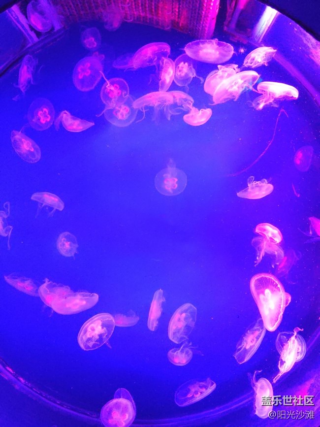 【當(dāng)三星遇到海洋館】+輕松識別各種魚類