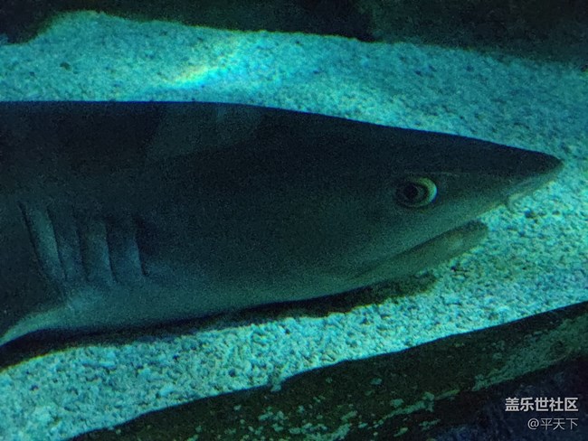 【當三星遇到海洋館】探索水下世界