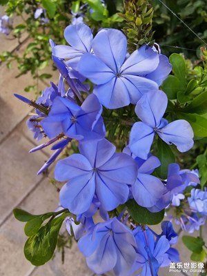 【七月風(fēng)光】某日下午