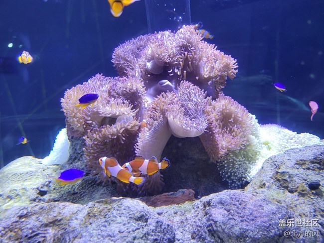 【當(dāng)三星遇到海洋館】+手機(jī)AI來了