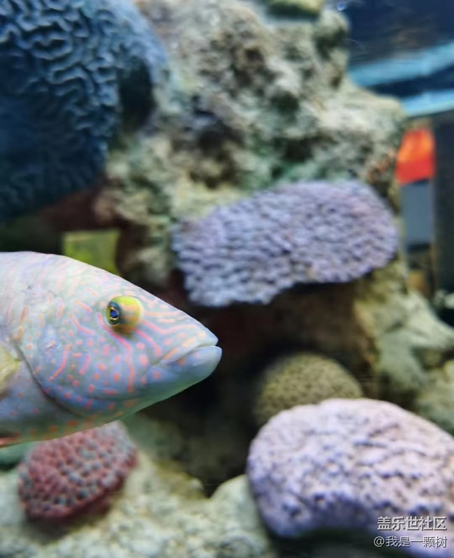 【當(dāng)三星遇到海洋館】+AI讓快樂(lè)更簡(jiǎn)單