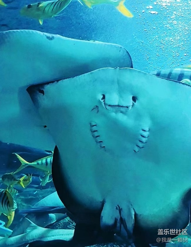 【當(dāng)三星遇到海洋館】+AI讓快樂(lè)更簡(jiǎn)單