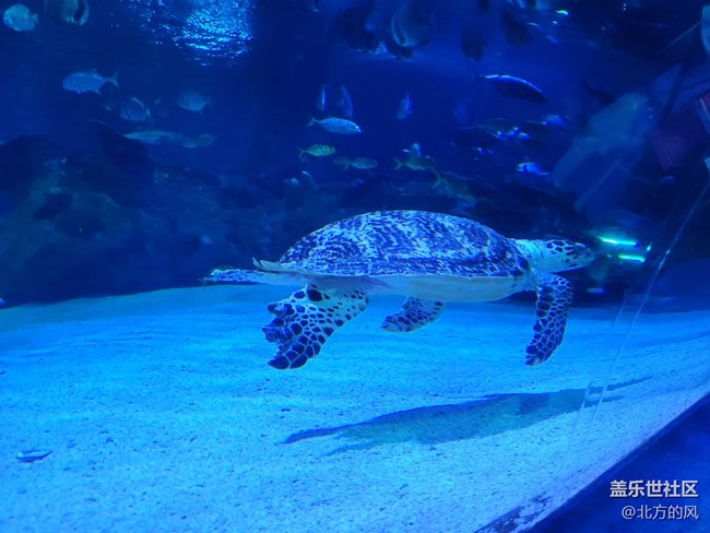 【當(dāng)三星遇到海洋館】+手機(jī)AI來了