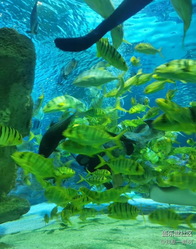 【當(dāng)三星遇到海洋館】+AI讓快樂(lè)更簡(jiǎn)單