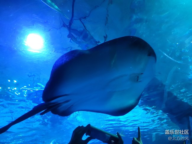 【當(dāng)三星遇到海洋館】+手機(jī)AI來了