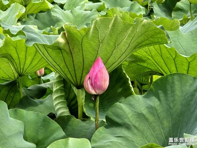 【七月風(fēng)光】荷香裊裊