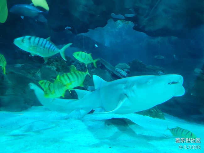 【當(dāng)三星遇到海洋館】+手機(jī)AI來了