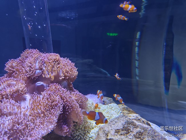 【當(dāng)三星遇到海洋館】+輕松識別各種魚類