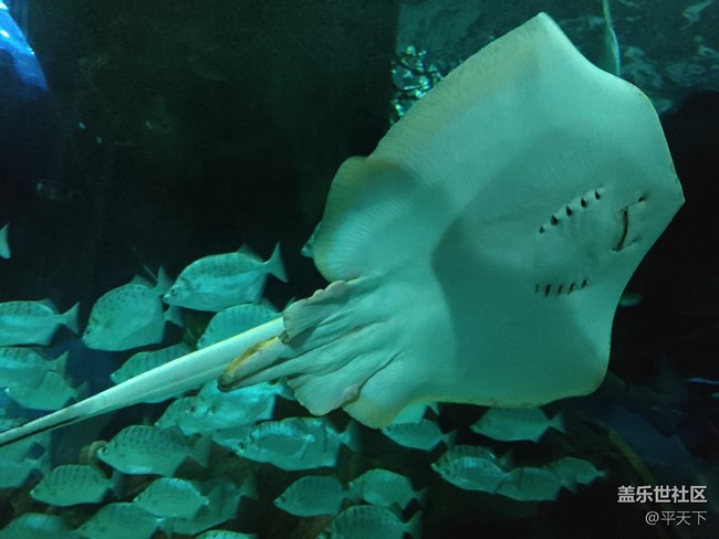 【當三星遇到海洋館】探索水下世界