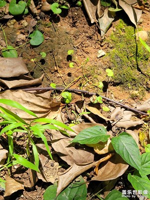 【七月風(fēng)光】嫩芽