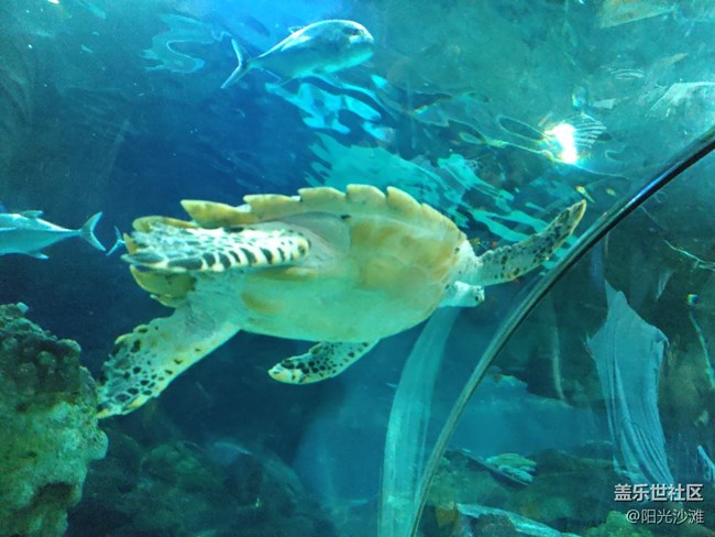 【當(dāng)三星遇到海洋館】+輕松識別各種魚類