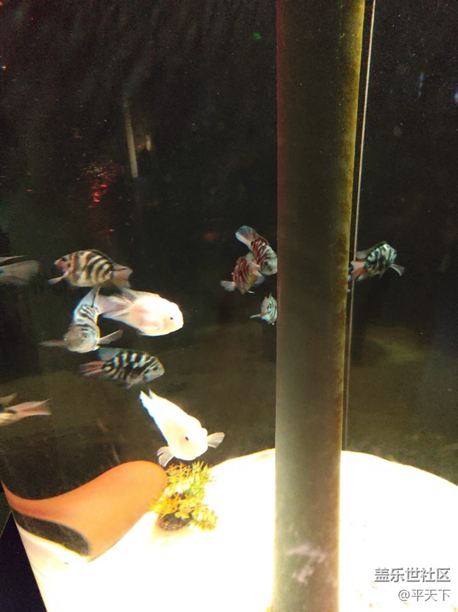 【當三星遇到海洋館】探索水下世界