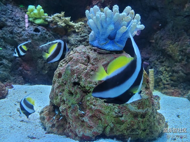 【當(dāng)三星遇到海洋館】+手機(jī)AI來了