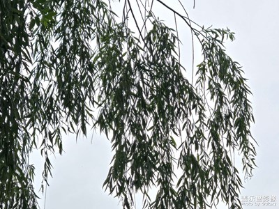 【多巴胺的夏天】+?夏天的下午