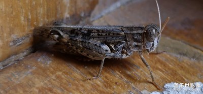 S24ultra 2億像素微距