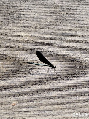 黑色的蜻蜓，第一次見