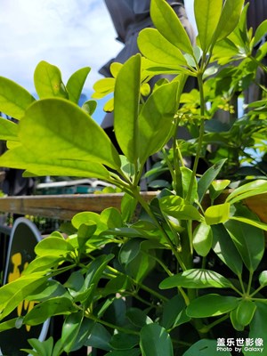 【七月風光】綠色