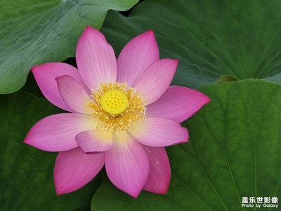 【七月風(fēng)光】七月荷