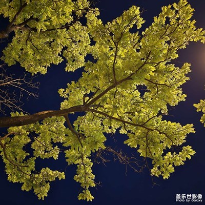 【多巴胺的夏天】+黑色幕布下的樹葉