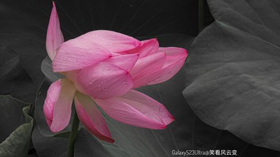 Galaxy S23Ultra   雨后新荷