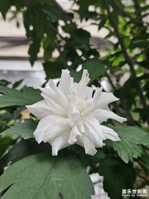 【夏日麗影】梔子花開呀開