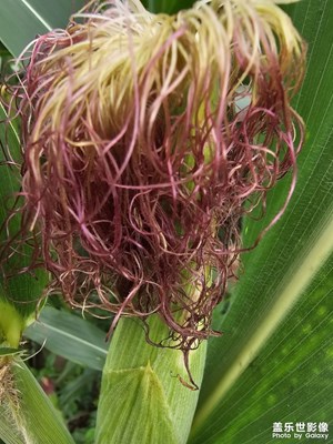 【夏日麗影】+帶你看玉米