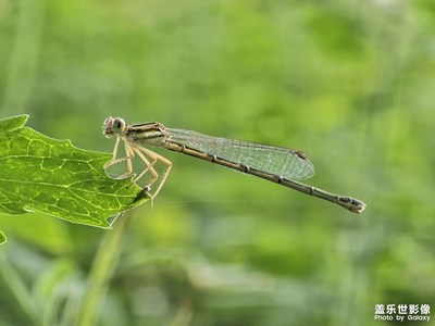 【夏日麗影】夏蟲