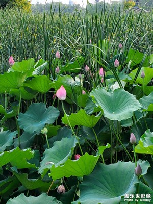 【夏日麗影】+賞荷花