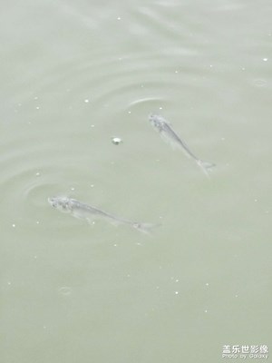 【夏日麗影】+悠閑的小魚