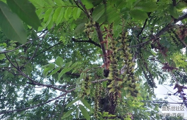 【夏天的綠色】蒼蠅樹