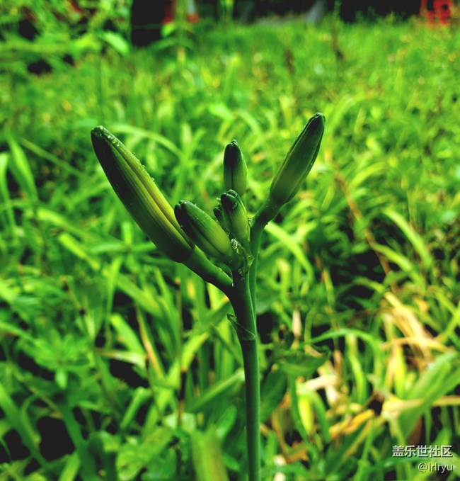 【夏天的綠色】+清涼綠意