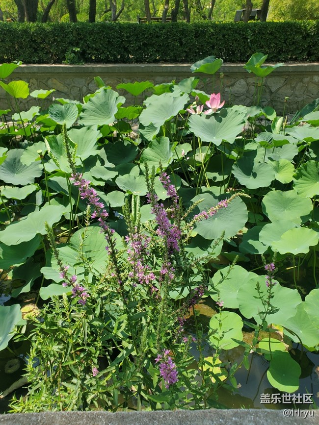 【荷葉田田】夏日賞荷天