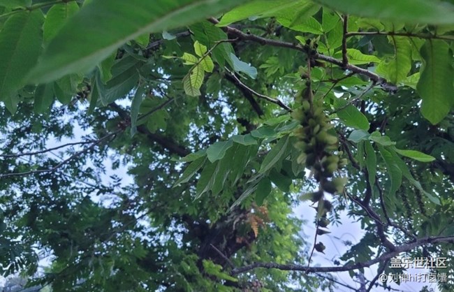 【夏天的綠色】蒼蠅樹