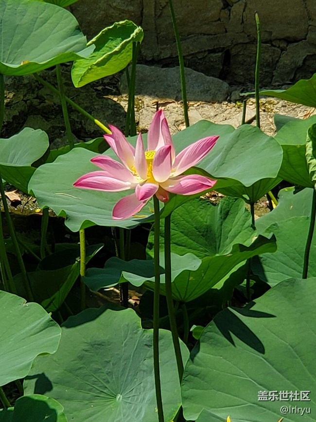 【荷葉田田】夏日賞荷天