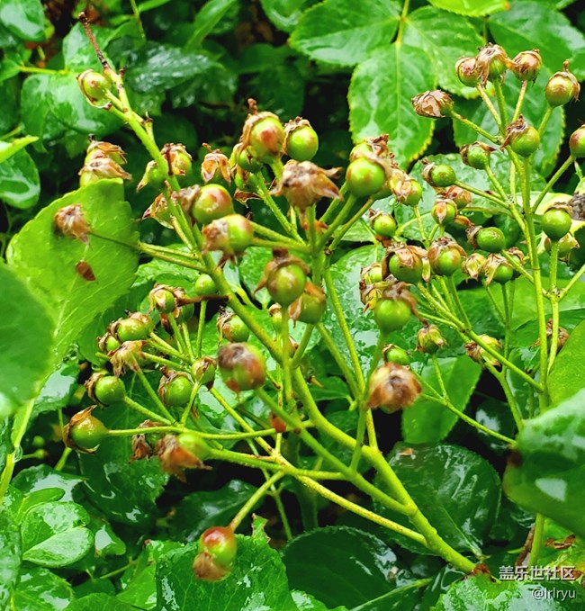 【夏天的綠色】+清涼綠意