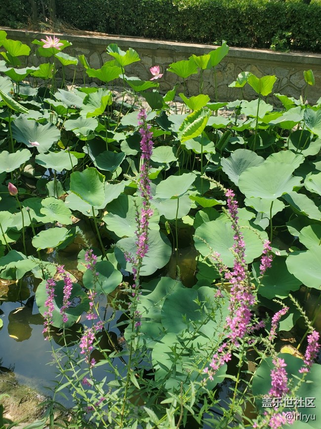 【荷葉田田】夏日賞荷天