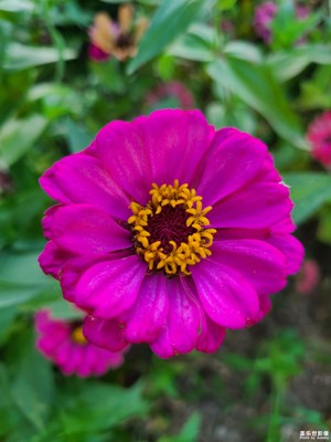 【夏日麗影】+美麗花朵