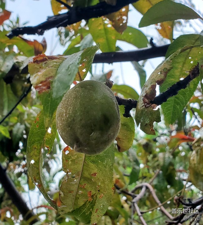 【夏天的綠色】+清涼綠意