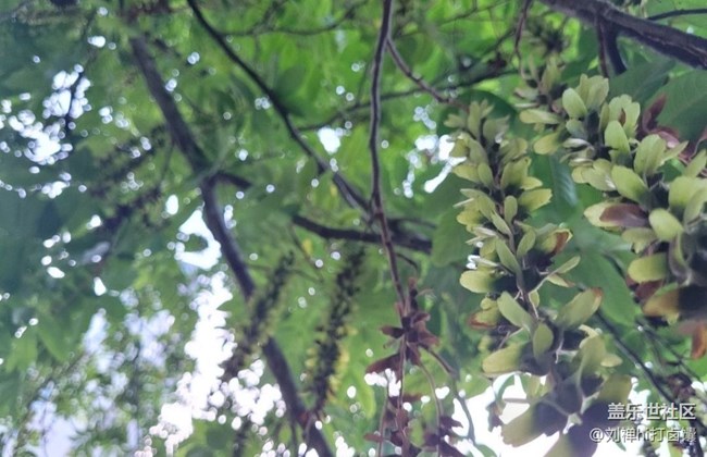 【夏天的綠色】蒼蠅樹