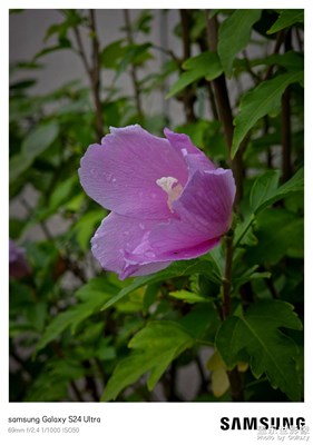 【夏日麗影】雨后拍花